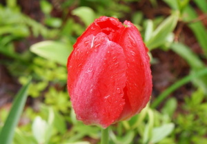 皮膚反応について　すずひろクリニック