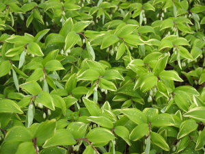 関節リウマチ すずひろクリニック