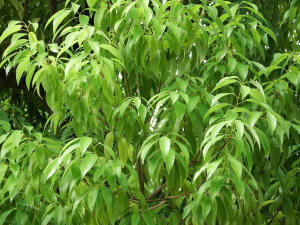 関節リウマチ 交感神経優位 すずひろクリニック