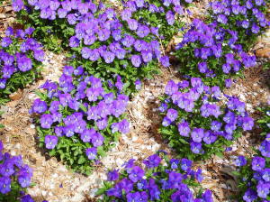 レイノー現象の説明と治療　すずひろクリニック