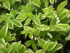 乾癬の治療　すずひろクリニック