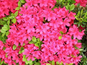 傷の治療　湿潤療法 すずひろクリニック