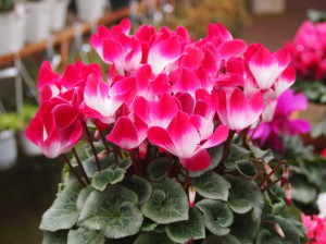 巻き爪 陥入爪 爪白癬　スキンタグ すずひろクリニック