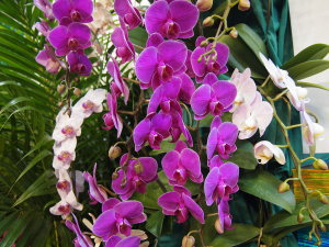 すずひろクリニック　更年期関節症