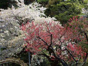 すずひろクリニック　リンク集