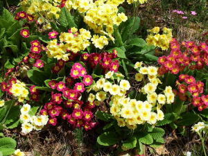 すずひろクリニック　お問い合わせ