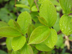 アレルギー疾患　すずひろクリニック