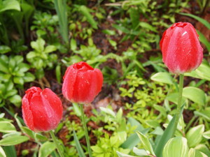 すずひろクリニック　糖尿病