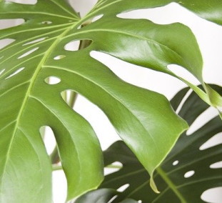 日本脳炎ワクチン