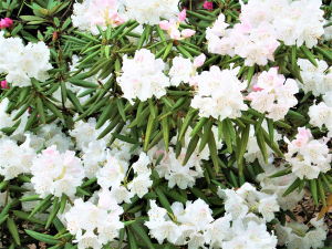 二次性高血圧　原発性アルドステロン症