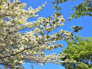 べーチェット病