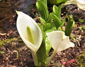 巻き爪　陥入爪