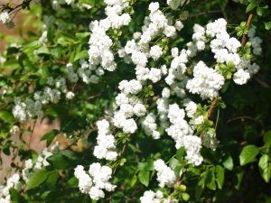 掌蹠膿疱症 掌蹠膿疱症性関節炎