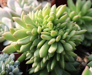 いぼ（尋常性疣贅）