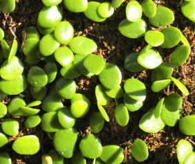 水いぼ（伝染性軟属腫）