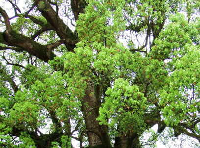 リスク区分別脂質管理目標値