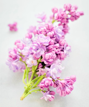 抗リン脂質抗体症候群