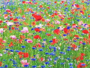 全身性エリテマトーデス　症状