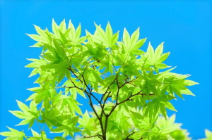 ポリシー　すずひろクリニック