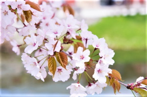 保険診療　すずひろクリニック