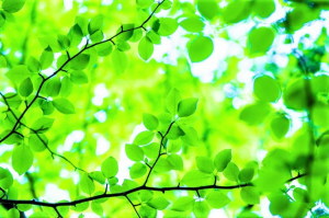 １型糖尿病　２型糖尿病