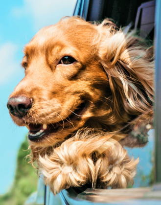 フィナステリド