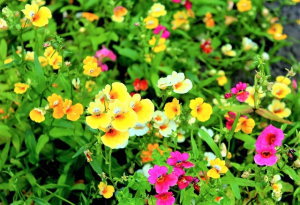 膠原病　フォローアップ