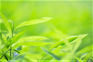 TARC　アトピー性皮膚炎