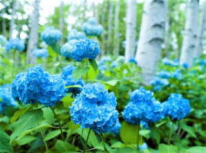 予約のキャンセル　すずひろクリニック